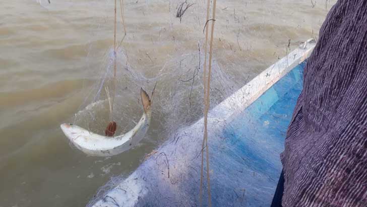 রাজশাহীর পদ্মায় ইলিশ ধরায় ২২ দিনের নিষেধাজ্ঞা
